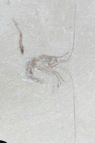 Cretaceous Fossil Shrimp Carpopenaeus - Lebanon #20893